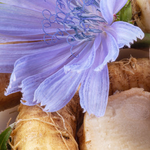 Chicory Root extract